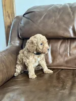 Benji, a male Miniature Goldendoodle for sale in Ionia, IA – Photo 1 of 4