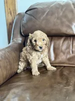 Benji, a male Miniature Goldendoodle for sale in Ionia, IA – Photo 4 of 4