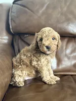Benji, a male Miniature Goldendoodle for sale in Ionia, IA – Photo 3 of 4