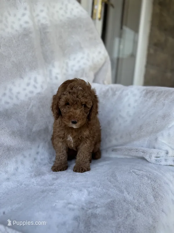 Rusty – Miniature Goldendoodle puppy for sale in Ionia, IA