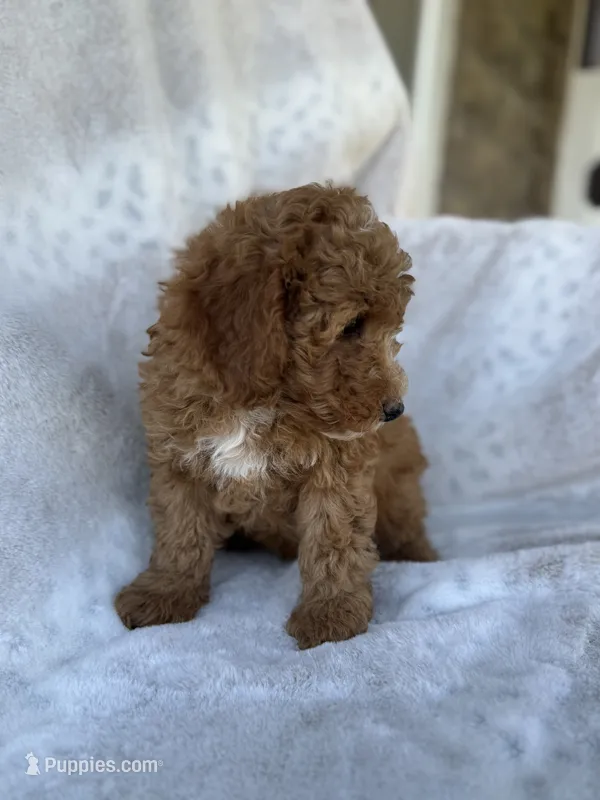 Rascal – Miniature Goldendoodle puppy for sale in Ionia, IA