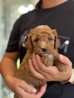 Rascal, a male Miniature Goldendoodle for sale in Ionia, IA – 2 of 7