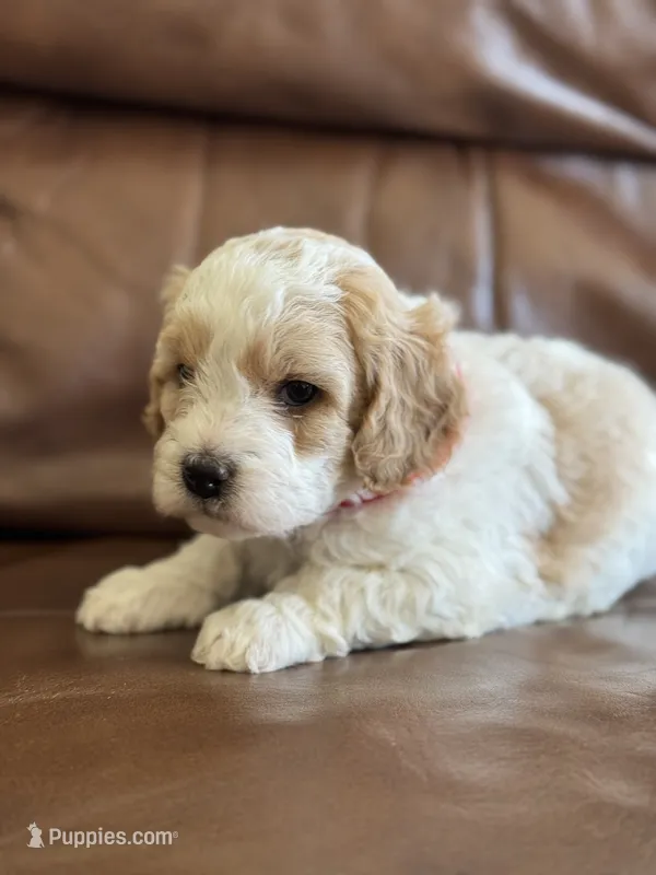 Prince, a male Cavapoo for sale in Ionia, IA – 1 of 7