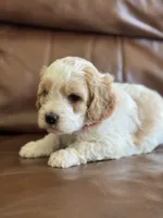 Prince, a male Cavapoo for sale in Ionia, IA – 1 of 7