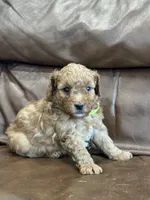 Riddle, a male Miniature Goldendoodle for sale in Ionia, IA – 3 of 5