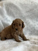 Rebel, a male Miniature Goldendoodle for sale in Ionia, IA – 2 of 5