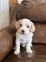 Patti, a female Cavapoo for sale in Ionia, IA – 3 of 6