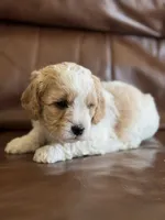 Prince, a male Cavapoo for sale in Ionia, IA – 3 of 7