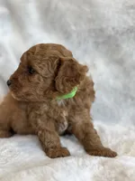 Rebel, a male Miniature Goldendoodle for sale in Ionia, IA – 4 of 5