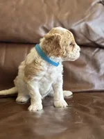 Parker, a male Cavapoo for sale in Ionia, IA – 2 of 5