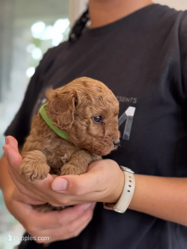 Rebel – Miniature Goldendoodle puppy for sale in Ionia, IA
