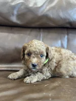 Riddle, a male Miniature Goldendoodle for sale in Ionia, IA – 2 of 5