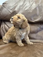 Teddy, a male Miniature Goldendoodle for sale in Ionia, IA – Photo 4 of 5