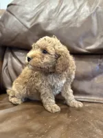 Teddy, a male Miniature Goldendoodle for sale in Ionia, IA – Photo 3 of 5