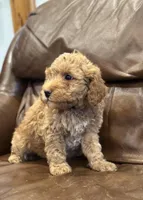 Teddy, a male Miniature Goldendoodle for sale in Ionia, IA – Photo 1 of 5