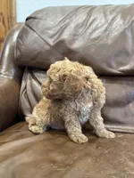 Teddy, a male Miniature Goldendoodle for sale in Ionia, IA – Photo 5 of 5