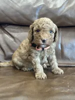 Rusty, a male Miniature Goldendoodle for sale in Ionia, IA – 4 of 5
