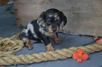 Talia, a female Dachshund for sale in Withee, WI – 3 of 5