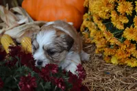 Sevin, a male Maltese and Shih Tzu for sale in Greenwood, WI – 4 of 5