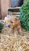 Ruby, a female Cavapoo for sale in Withee, WI – 3 of 6