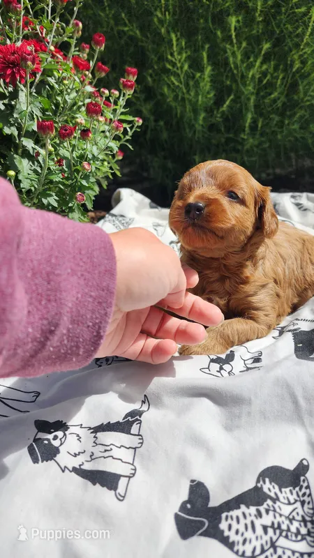 Lexi – Cavapoo, Poodle - Miniature  puppy for sale in Withee, WI
