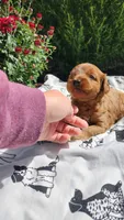 Lexi, a male Cavapoo and Poodle - Miniature  for sale in Withee, WI – 1 of 3