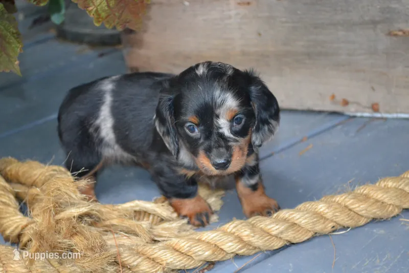 Trixie – Dachshund puppy for sale in Withee, WI