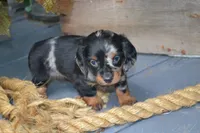 Trixie, a female Dachshund for sale in Withee, WI – 1 of 5