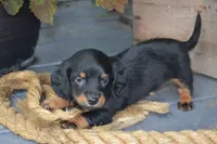 Toffee, a female Dachshund for sale in Withee, WI – 2 of 5