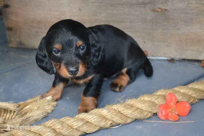 Tucker – Dachshund puppy for sale in Withee, WI