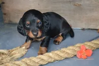 Tucker, a male Dachshund for sale in Withee, WI – 1 of 6