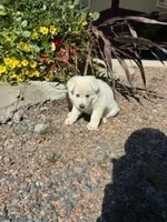 Hazel, a female German Shepherd Dog for sale in Withee, WI – 5 of 5