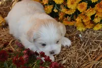 Syke, a female Maltese and Shih Tzu for sale in Greenwood, WI – 3 of 6