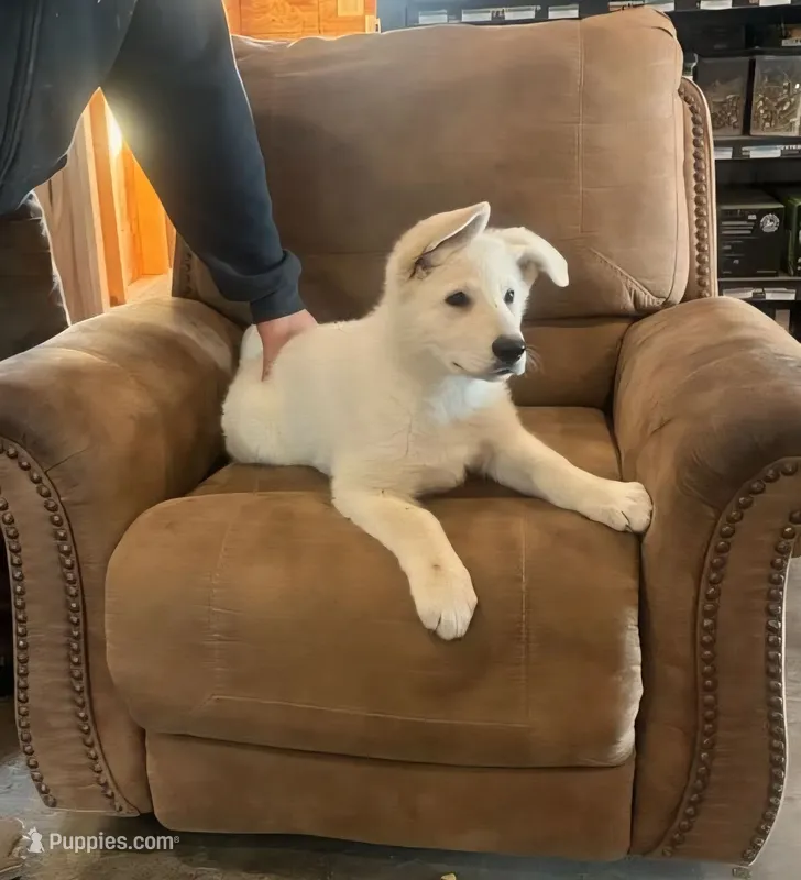 Hunter – German Shepherd Dog puppy for sale in Greenwood, WI