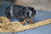 Trixie, a female Dachshund for sale in Withee, WI – 5 of 5