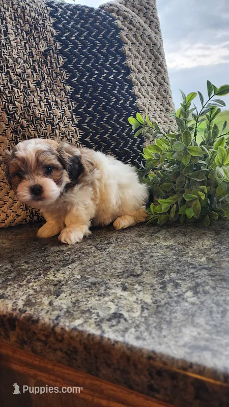 Scotty – Maltese, Shih Tzu puppy for sale in Greenwood, WI