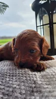 Pumpkin, a male Cavapoo for sale in Greenwood, WI – 6 of 7