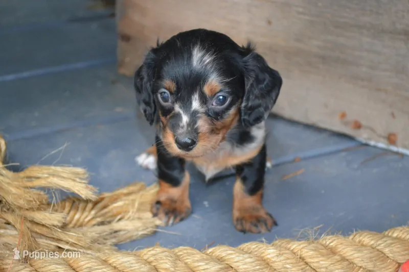 Tasha – Dachshund puppy for sale in Withee, WI
