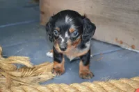 Tasha, a female Dachshund for sale in Withee, WI – 1 of 5
