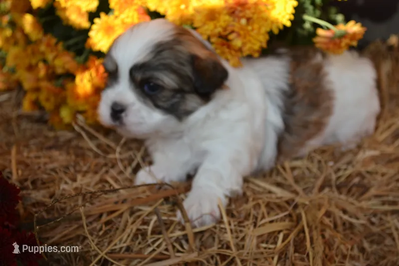Snoopy – Maltese, Shih Tzu puppy for sale in Greenwood, WI
