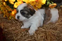 Snoopy, a male Maltese and Shih Tzu for sale in Greenwood, WI – 1 of 5