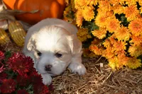 Syke, a female Maltese and Shih Tzu for sale in Greenwood, WI – 6 of 6