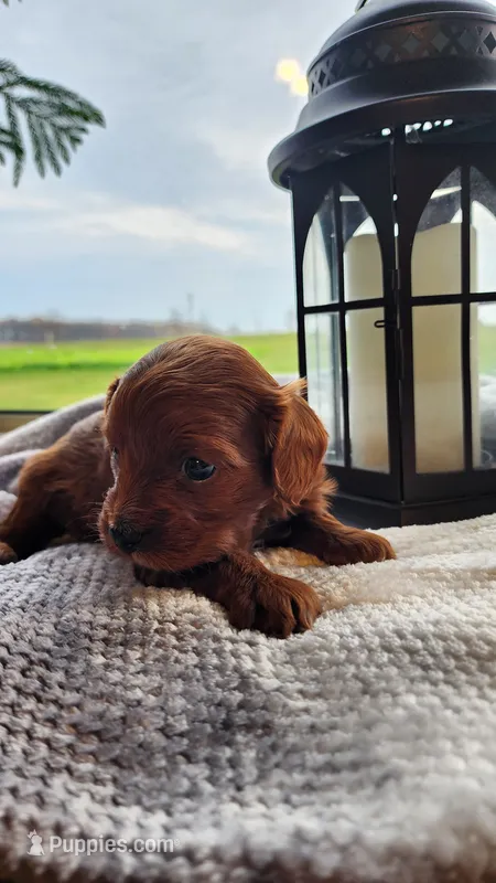 Pumpkin – Cavapoo puppy for sale in Greenwood, WI