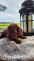 Pumpkin, a male Cavapoo for sale in Greenwood, WI – 1 of 7