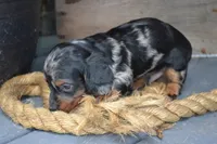 Toby, a male Dachshund for sale in Withee, WI – 4 of 5