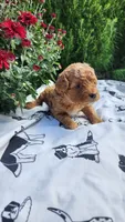 Lucy, a female Cavapoo and Poodle - Miniature  for sale in Withee, WI – 3 of 3