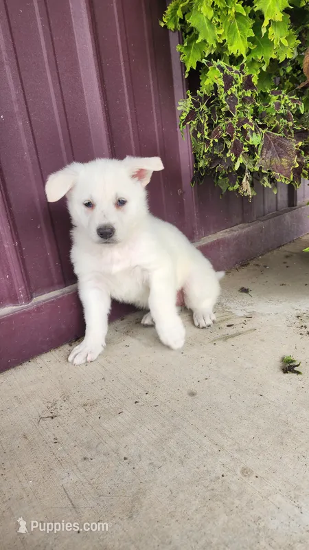 Hazel – German Shepherd Dog puppy for sale in Withee, WI