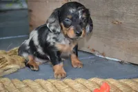 Talia, a female Dachshund for sale in Withee, WI – 5 of 5