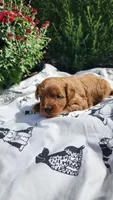 Lexi, a male Cavapoo and Poodle - Miniature  for sale in Withee, WI – 2 of 3