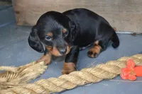 Tucker, a male Dachshund for sale in Withee, WI – 6 of 6